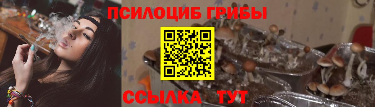 Губкинский  Псилоцибиновые грибы Psilocybe  Вход с VPN 